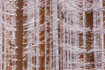 Snow covered branches create a peaceful winter landscape...