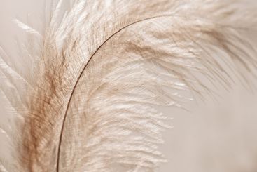 feathers background in pastel beige and brown tones....