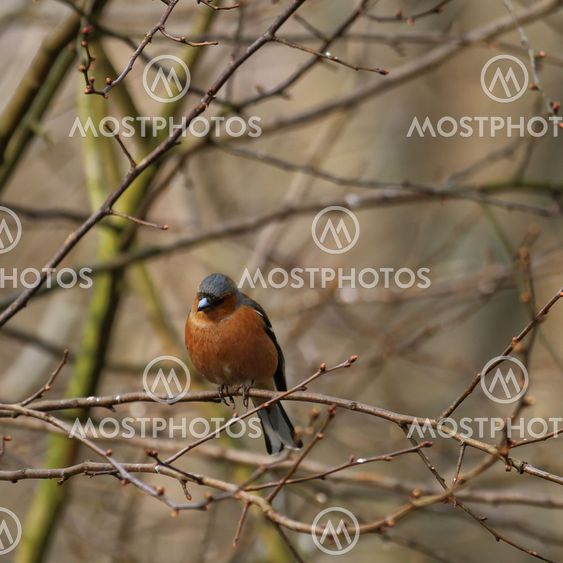 Male Chaffinch perched in woodland