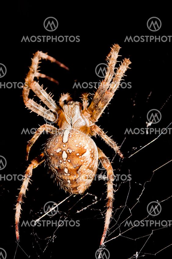 Spider