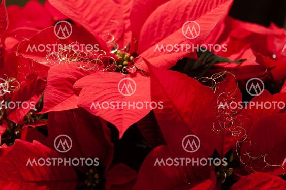 Festive Poinsettia