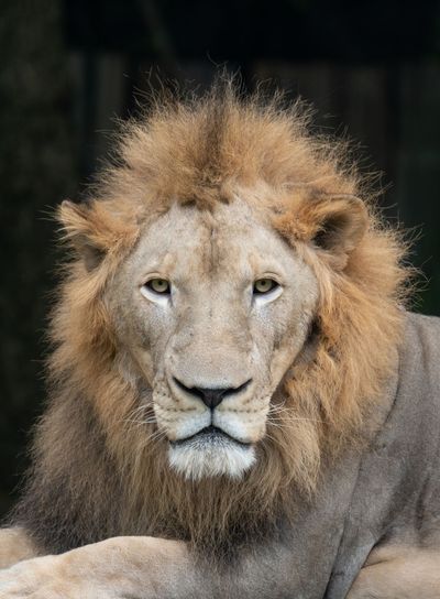 male lion head 