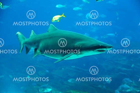 Tiger shark