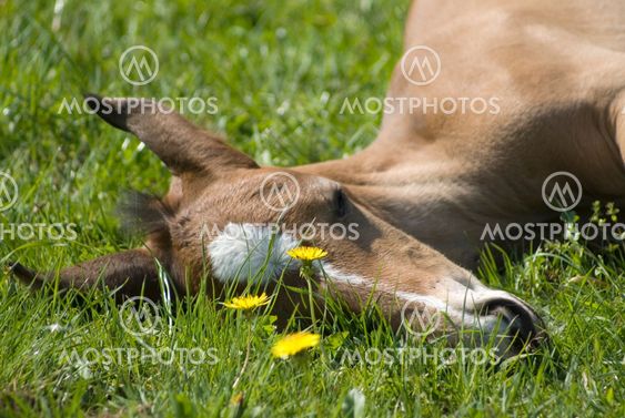 Young foal sleeping on the field
