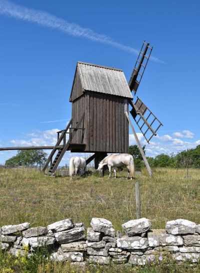 Vita hästar betar vid en traditionell väderkvarn på Öland