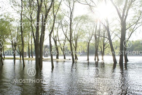 Trees on water