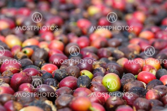 Fresh coffee grains