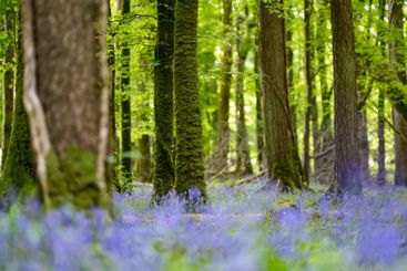Bluebell flowers blossoming in a woodland in Ireland....