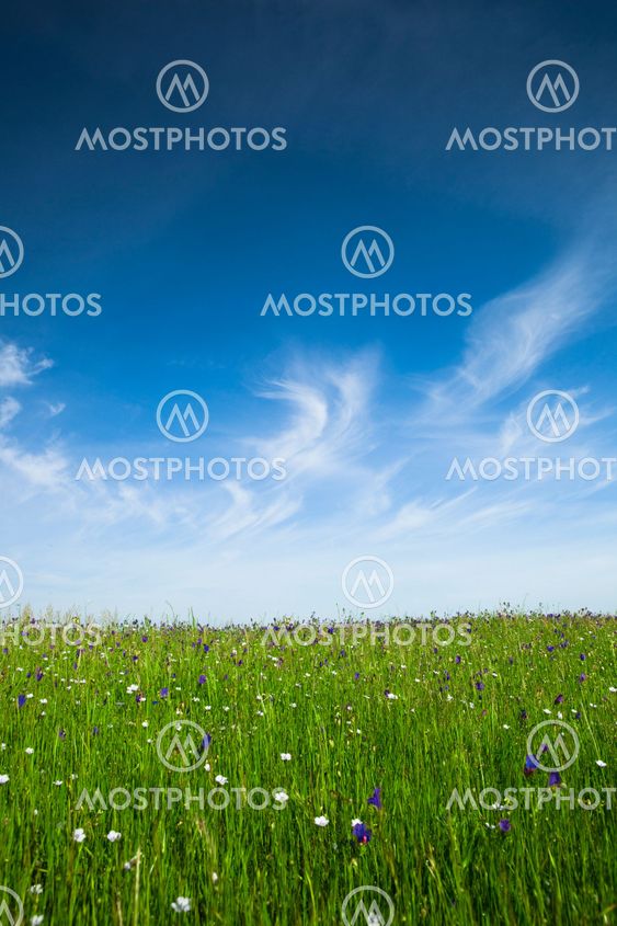 Green meadow