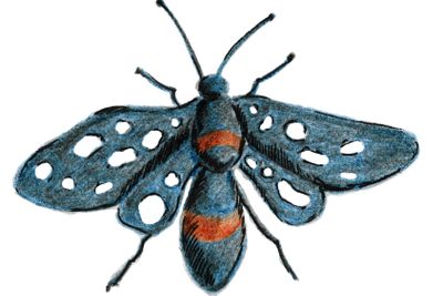 The butterfly is blue-black with white spots on its...