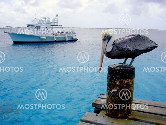 Pelican