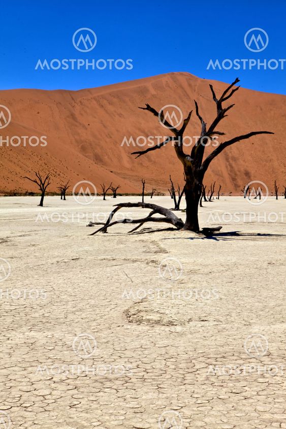a dead tree in deadvlei namib naukluft park namibia