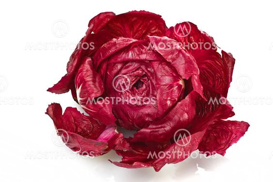 Red salad on the white