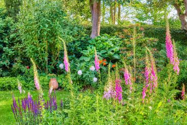 Flowers, plants and garden in nature outdoor with...