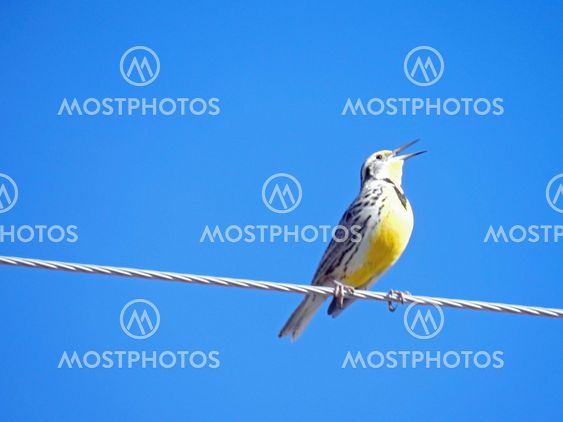 Meadowlark on a wire singing