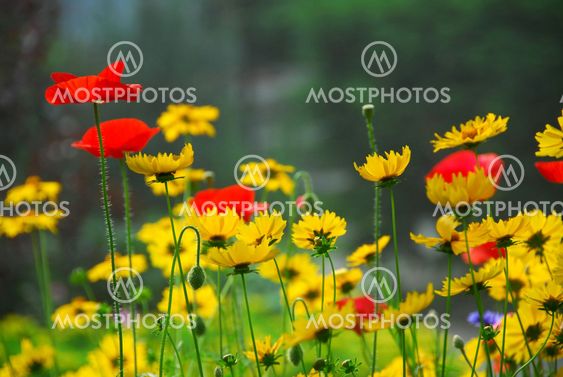 Summer garden