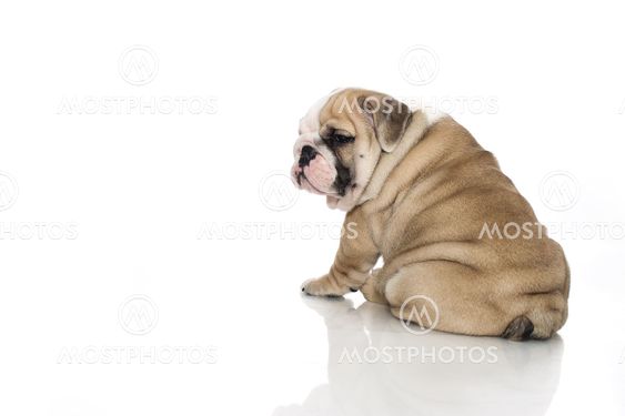 English bulldog puppy isolated