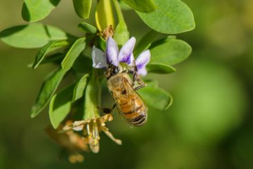 Honeybee collecting nectar from purple flower under...