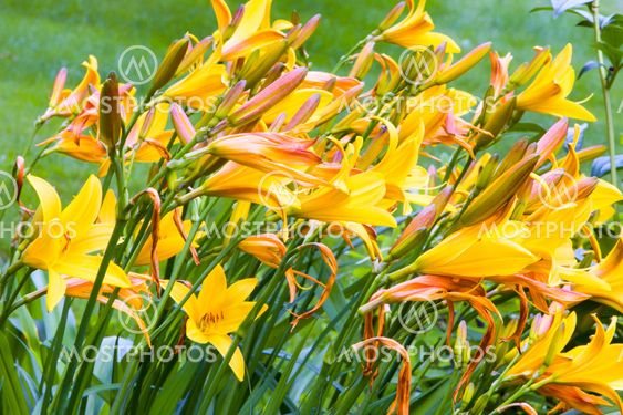 Bed of Yellow Dayliles in Summer