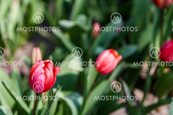 Peony flowers in the field