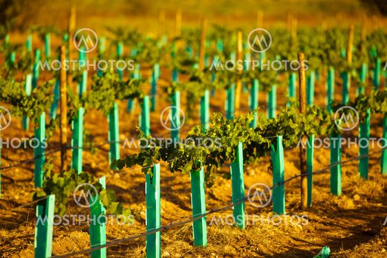 New vineyard