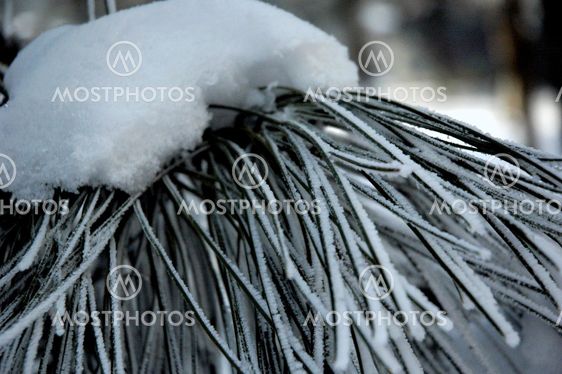 Christmas natural frost.