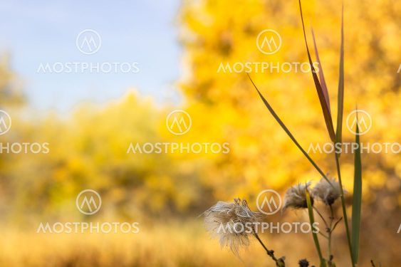 Fluffy wet wild flower in the autumn meadow at sunny...