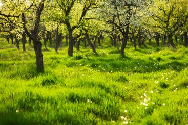 Lush green orchard with blooming trees under the bright...