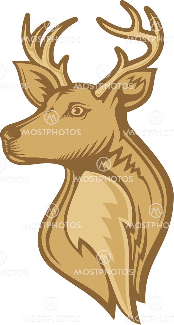 Deer head