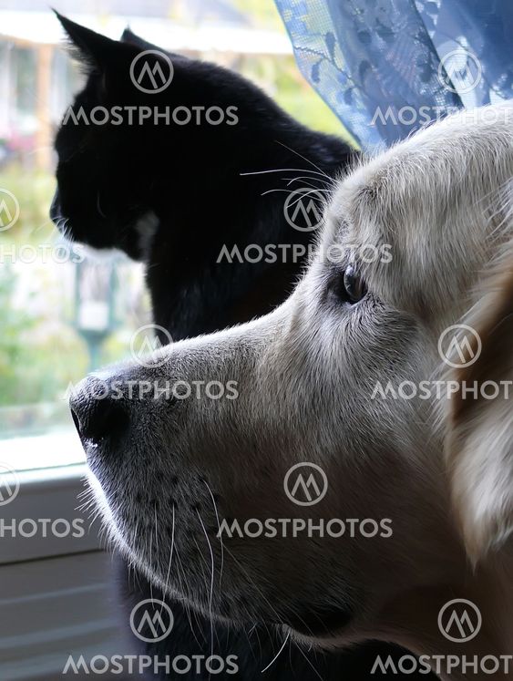 Cat and dog