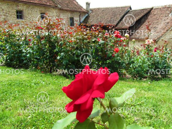 Country red rose