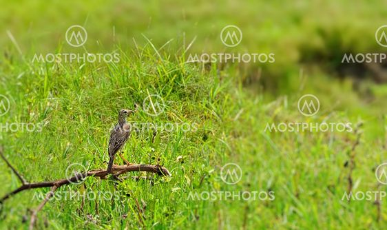 A Paddyfield Pipit with its catch