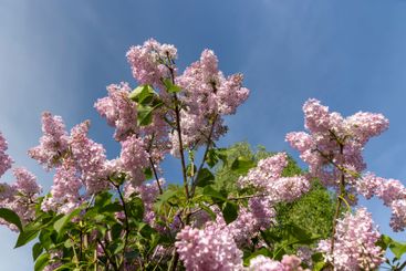 beautiful pink lilac bushes in bloom