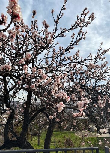 Blossoming tree branches in early spring with a soft sky...