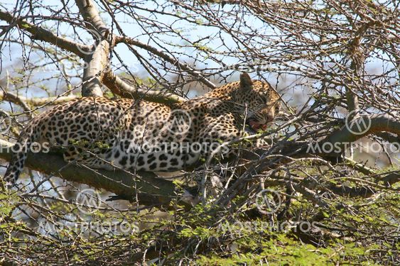 Leopard (Panthera pardus)