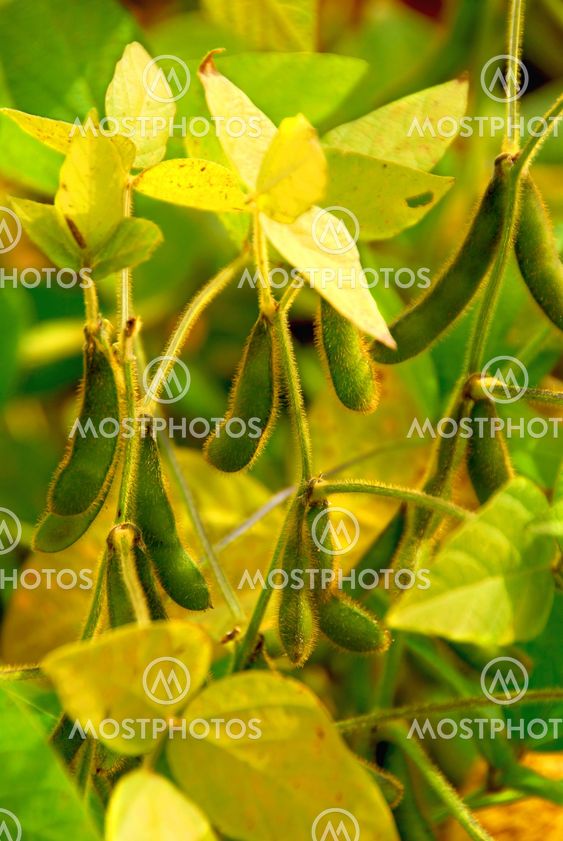 Soybeans