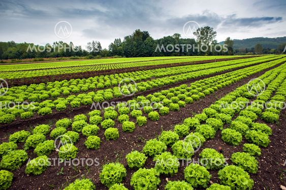 Lettuce field
