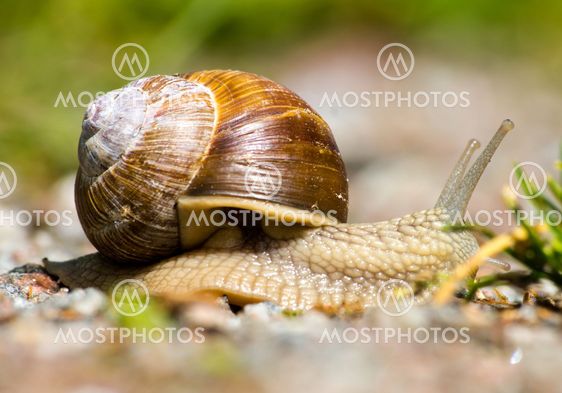 Currant Snail