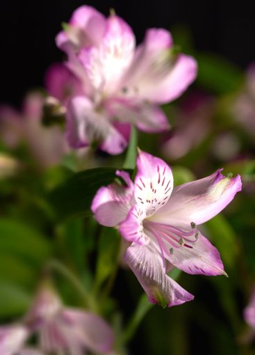 Purple lily, flowers and decoration in studio with...