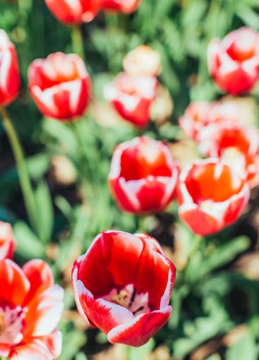 Red tulips with beautiful bouquet background.