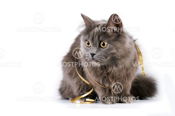 Gray Cat With Yellow Eyes A By Eleonora Vatel Mostphotos
