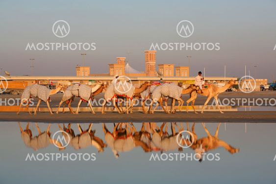 Camel training at the races