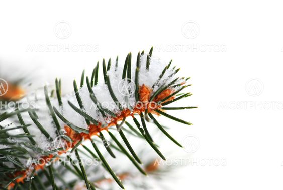 Snowy spruce branch