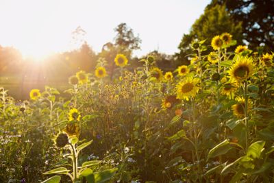 Sunflowers