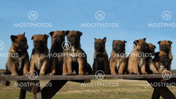 puppies malinois