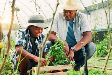 Gardening, father and boy with vegetables, help and...