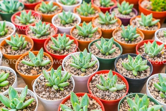 Beautiful small cactus field .