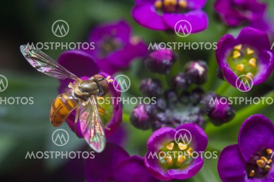 Hovering over Alyssum blomster