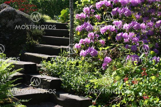 Trappen op ad bakken hvor rhododendron voksende