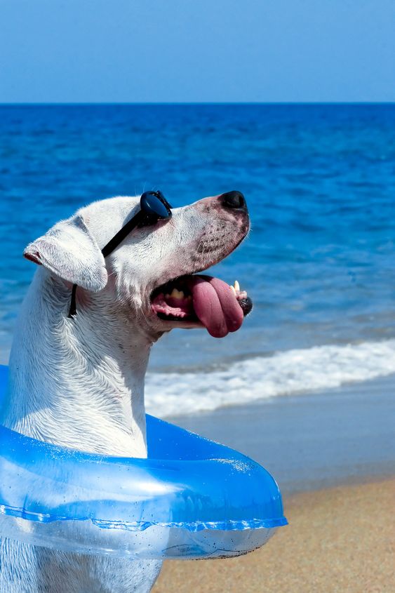 Pooch in Paradise